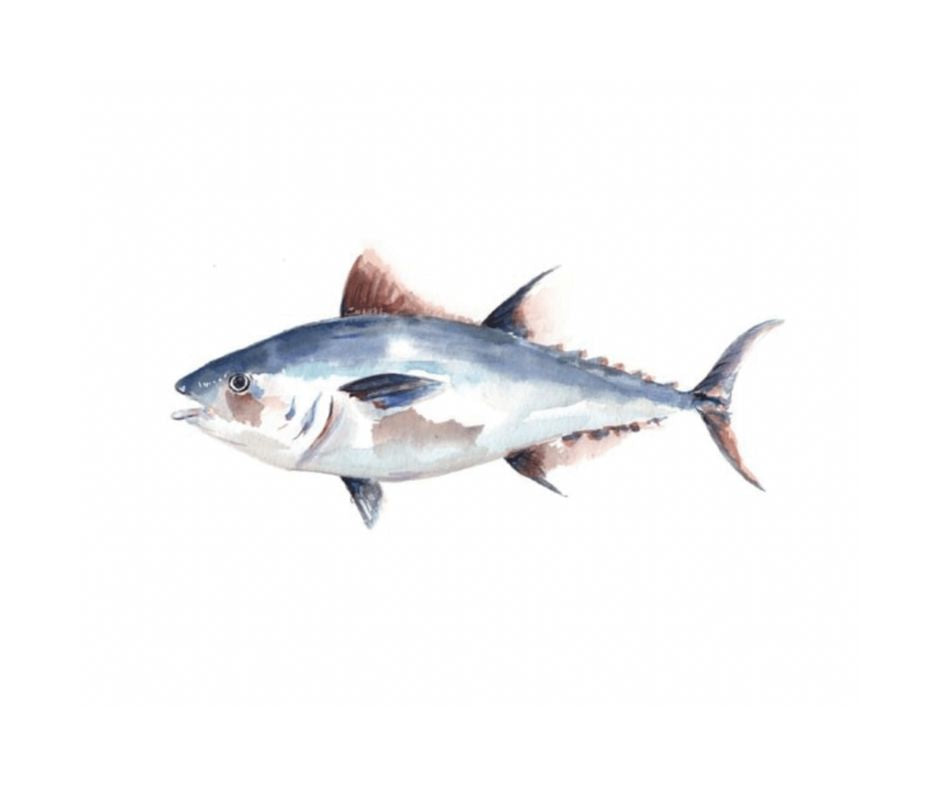 Tuna - Matted Print