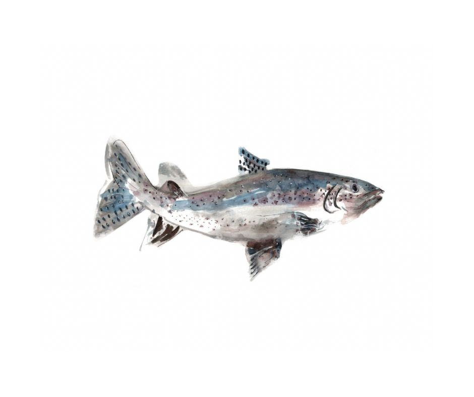 Trout - Matted Print