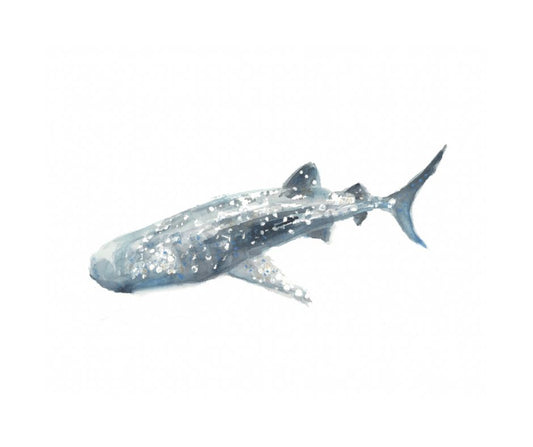 Whale Shark