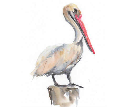 Pelican