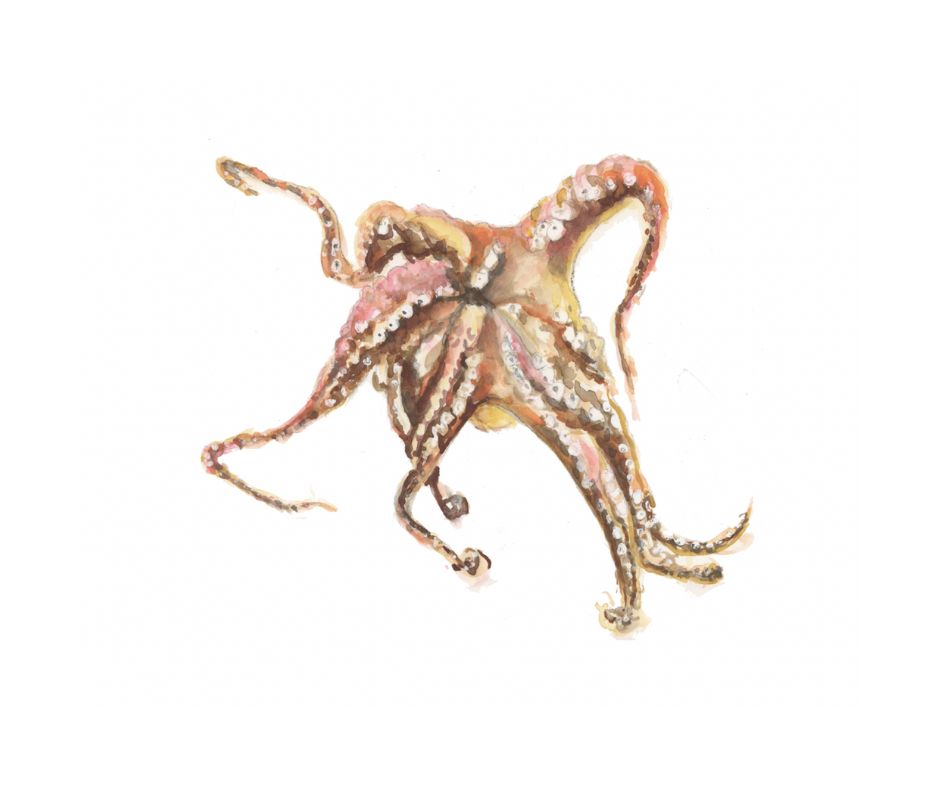 Octopus