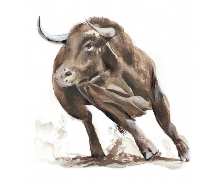 Bull