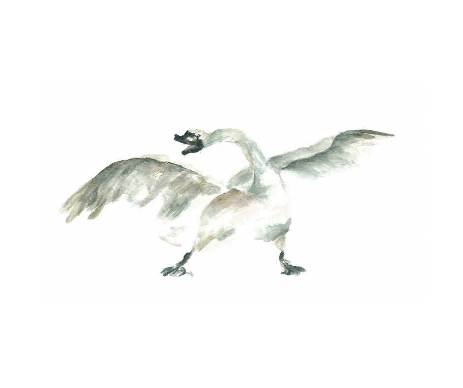 Swan - Matted Print