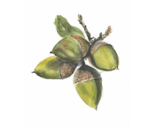 Acorns