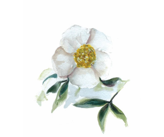 Cherokee Rose