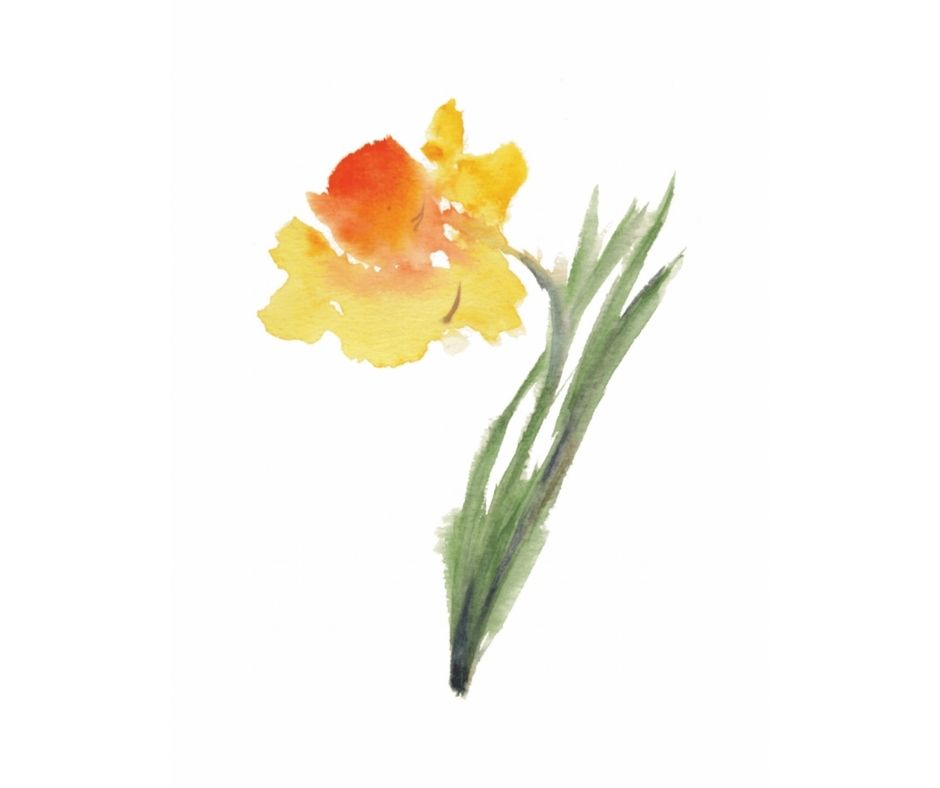 Daffodil