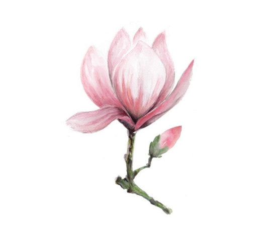 Magnolia