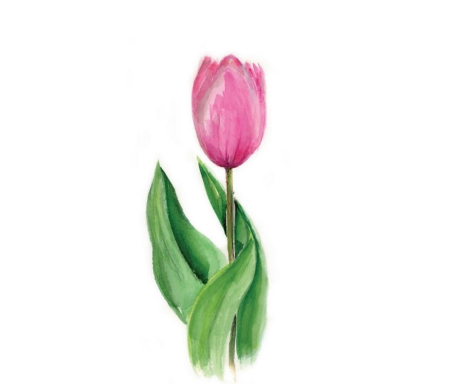 Tulip