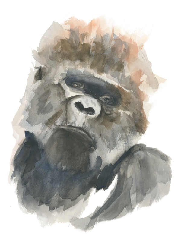 Gorilla