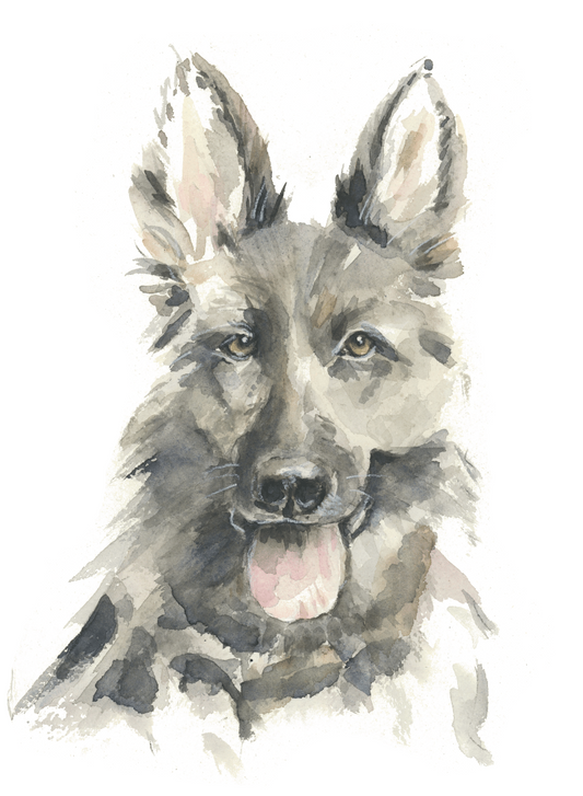 German Shepard