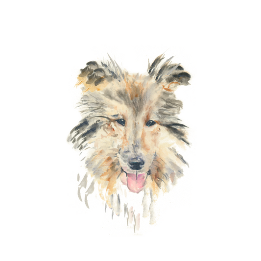 Collie