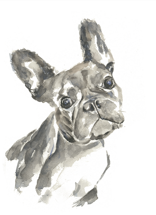 French Bull Dog