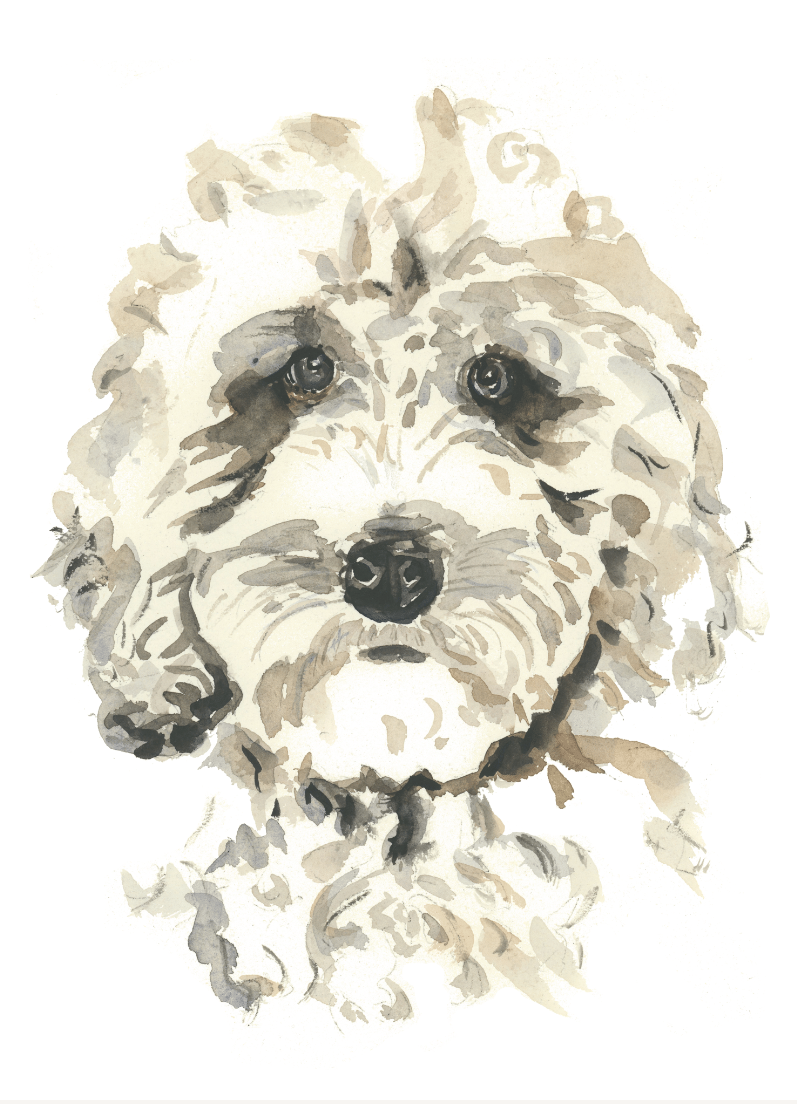 Labradoodle