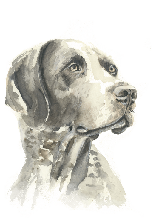 German Shorthair Pointer