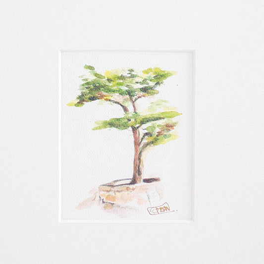 Pebble Beach Tree