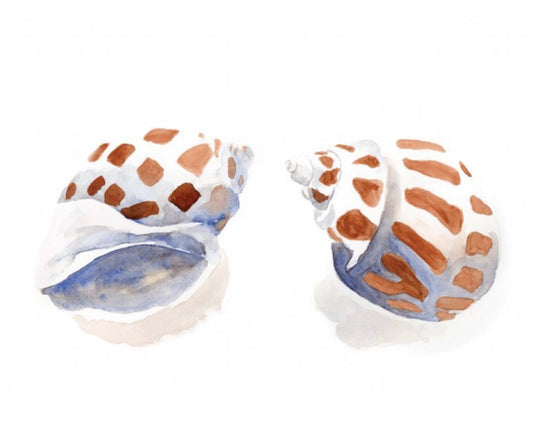 Shells