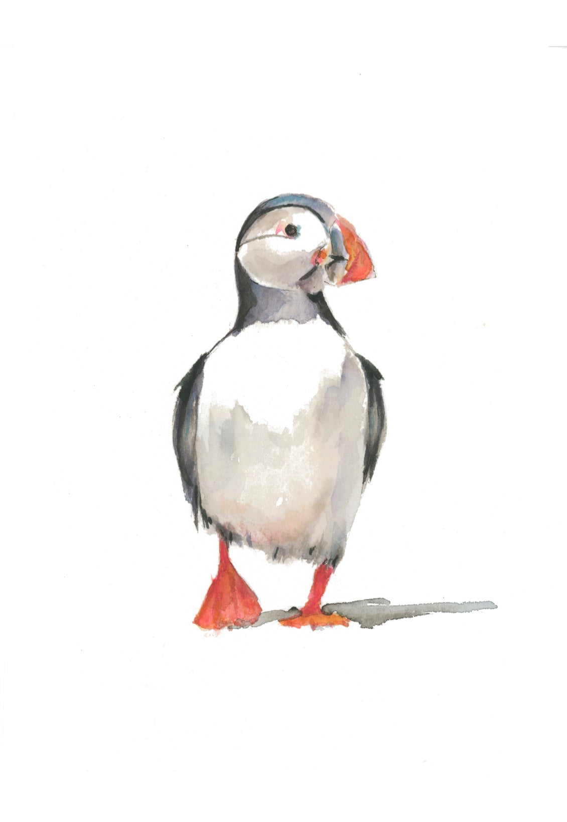 Puffin